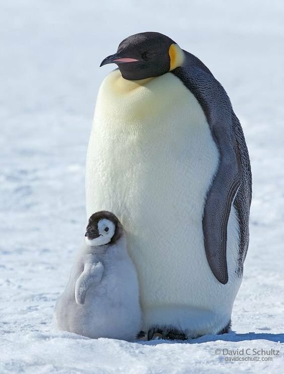 Tìm hiểu với hơn 108 hình ảnh chim cánh cụt cute mới nhất thtantai2eduvn