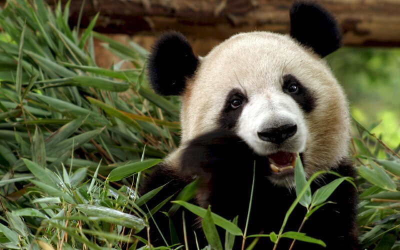Hình ảnh gấu trúc Panda siêu cute đang ăn