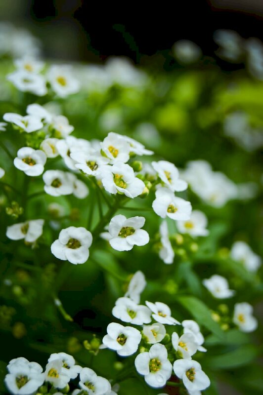 Hình nền điện thoại hoa baby trắng cực sắc nét Full HD