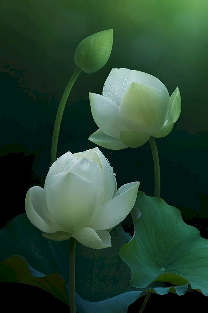 Hình nền điện thoại những nhánh hoa sen trắng nghiêng đầu vào nhau