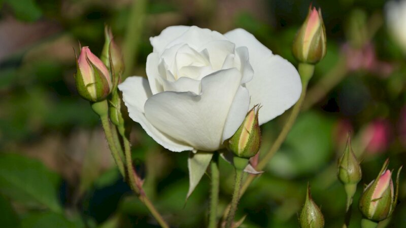 Hình nền hoa hồng full HD trắng tinh khiết dưới nắng