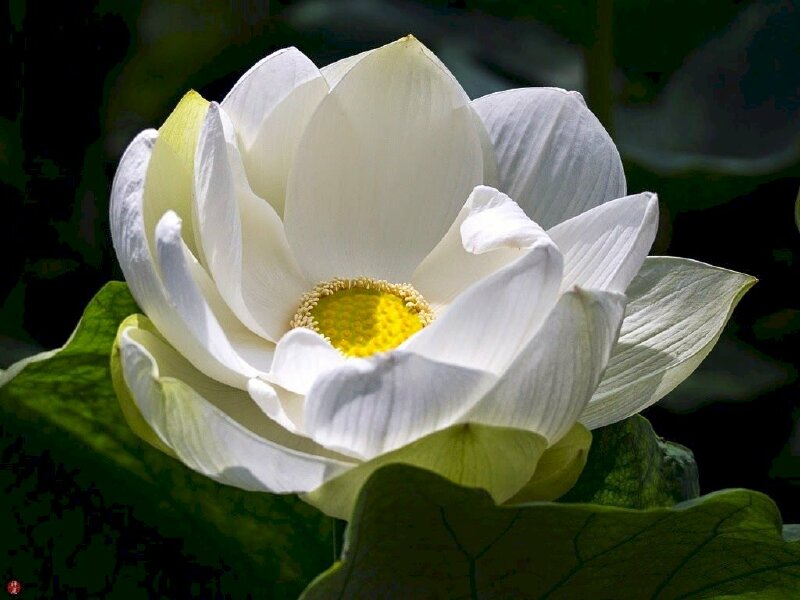 Hình nền hoa sen trắng nhụy vàng khoe sắc tuyệt đẹp