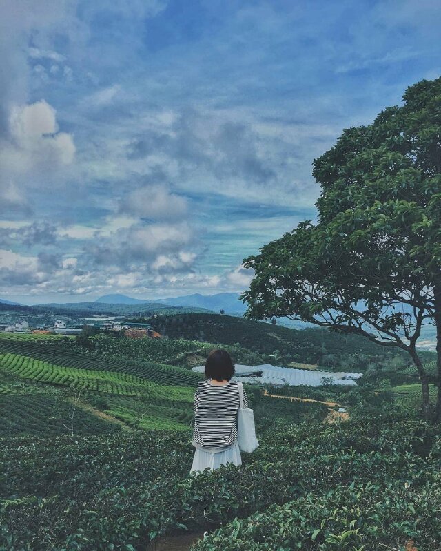 Tạo dáng chụp ảnh từ sau lưng trên đồi chè trong tư thế đứng tự nhiên, tóc ngắn xõa ngang vai dưới buổi chiều nắng tắt