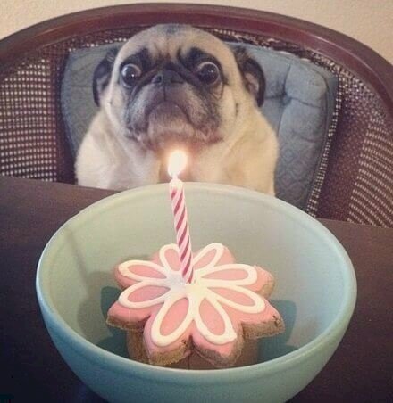 Hình ảnh chú chó chúc mừng sinh nhật bá đạo hài hước