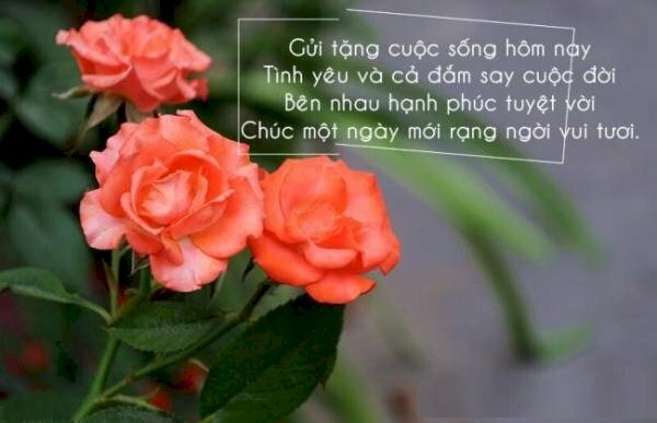 Hình ảnh đẹp chúc ngày mới tốt lành cho vợ yêu 