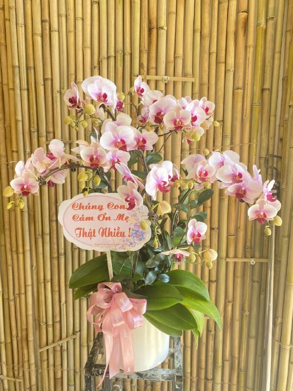 Hình ảnh chậu hoa lan đẹp chúc mừng sinh nhật mẹ