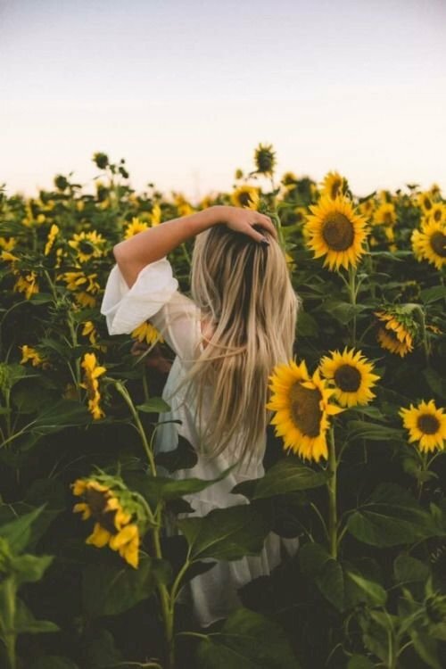 Cách tạo dáng chụp ảnh ở vườn hoa hướng dương quay lưng, đưa 1 tay lên vuốt tóc,  1 tay cầm lấy cành hoa, và hãy đứng lọt thỏm vào vườn hoa.