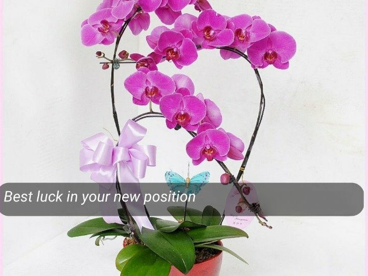 Hình ảnh chậu hoa lan hồng sang trọng cùng lời chúc mừng thăng chức