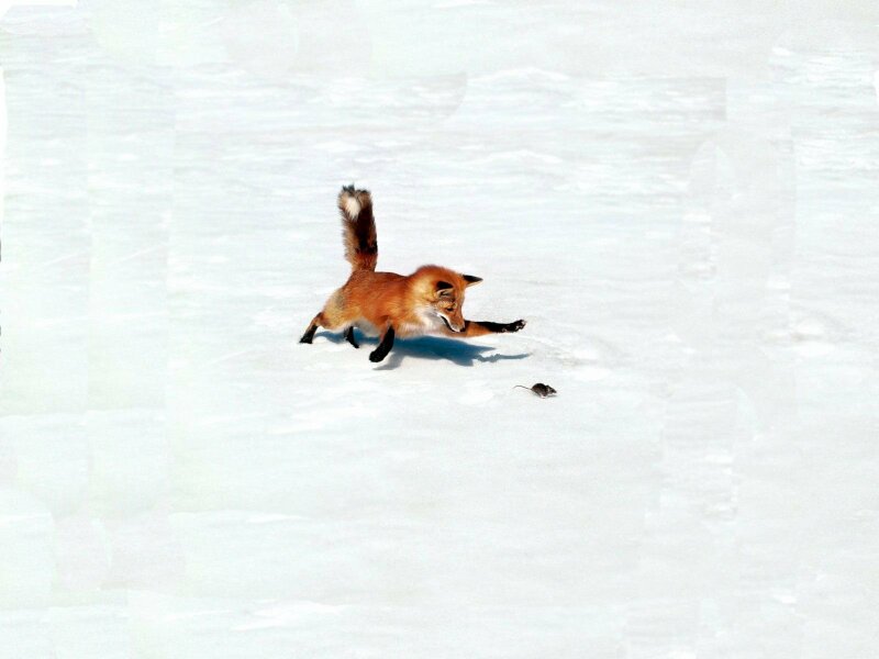 Hình ảnh chú cáo rượt bắt chuột trên tuyết