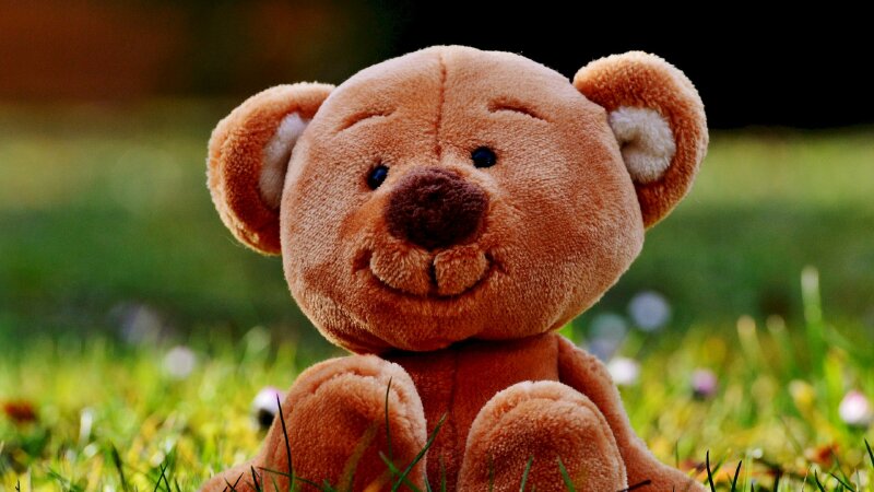 Hình ảnh chú gấu Teddy ngồi trên bãi cỏ xanh dưới nắng vàng siêu cute