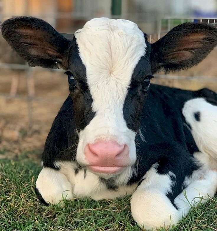 Top 100 mẫu sticker bò sữa cute dễ thương, chất, ngầu file PNG, Vector