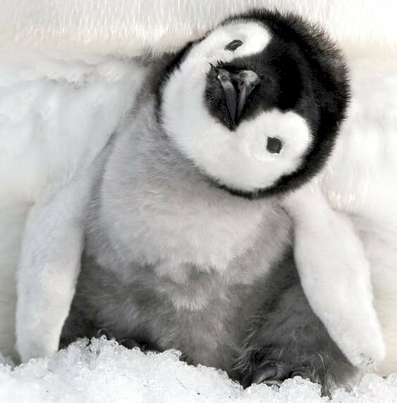 Hình ảnh nền chim cánh cụt đáng yêu dễ thương sống động