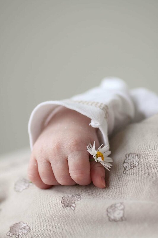 101 Hình nền hoa baby trắng đẹp nhất, tải miễn phí