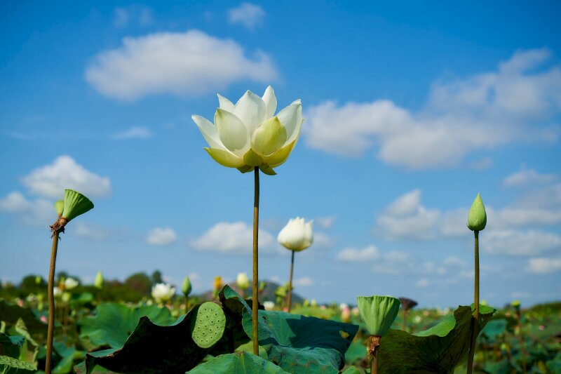 Hình nền hoa sen trắng vươn mình tỏa sắc hương giữa bầu trời xanh và ánh nắng vàng