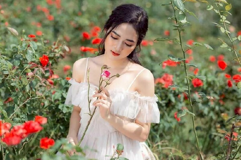 101 cách tạo dáng chụp ảnh với hoa hồng đẹp nhất, tải miễn phí 101 Cách Tạo Dáng Chụp Ảnh Với Hoa Hồng Đẹp Nhất, Tải Miễn Phí
