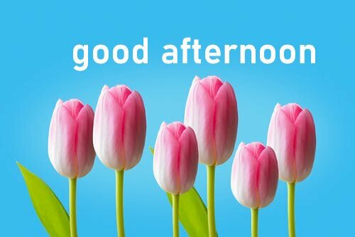 Hình ảnh hoa tulip chúc buổi chiều đẹp