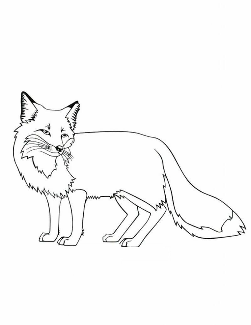 Vẽ CON CÁO dễ thương How to draw a cute FOX THƯ VẼ  YouTube