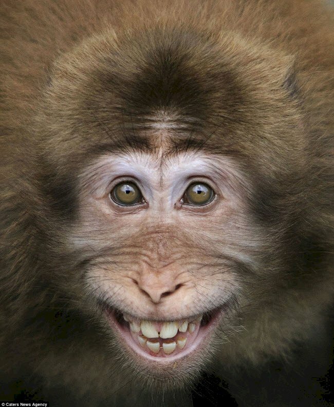 Cập nhật hơn 101 ảnh con khỉ cười hay nhất  Tin Học Vui