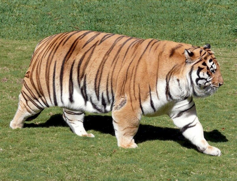 101 hình con hổ dễ thương đẹp nhất