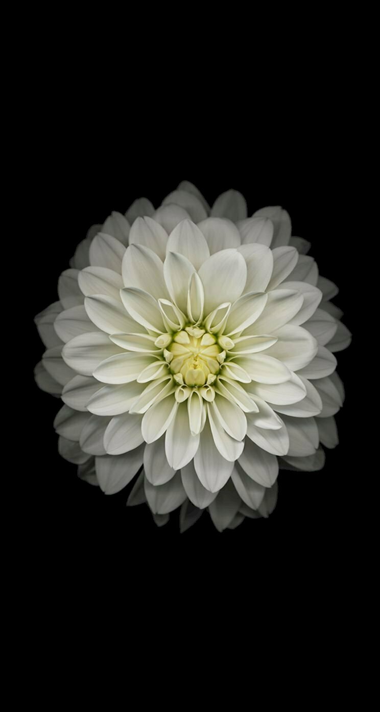 Hoa cúc trắng có ý nghĩa gì trong cuộc sống trong tình yêu shophoa