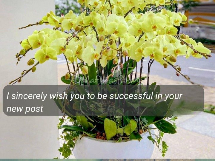 Hình ảnh hoa lan vàng quà tặng mừng thăng chức