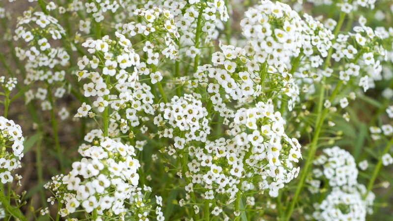 Hình nền những chùm hoa baby trắng rực rỡ, sắc nét chất lượng 4K