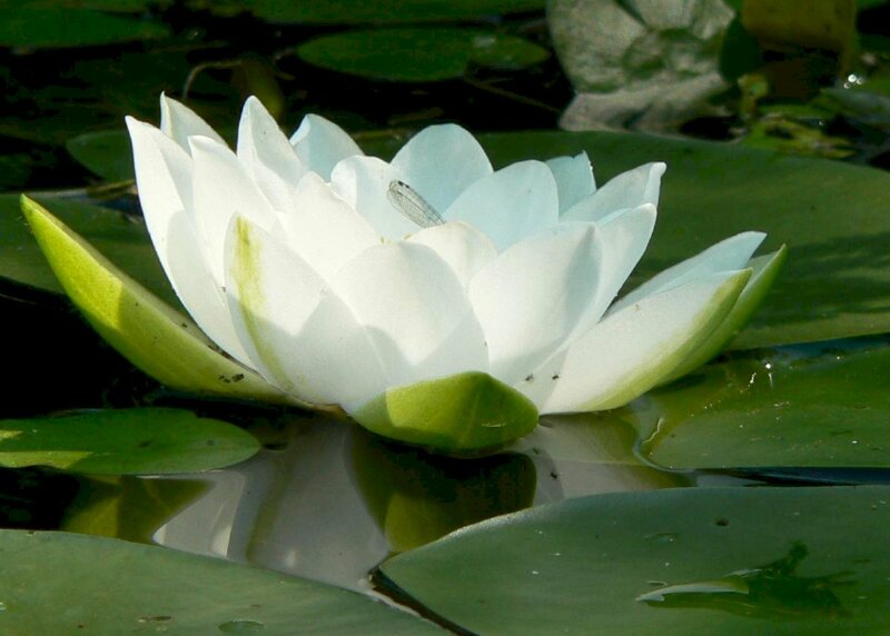 Hình nền hoa sen trắng tinh khiết giữa đầm sen