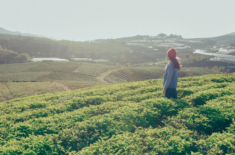 Tạo dáng cô gái trong tư thế đứng tự nhiên đầu đội mũ len, mặt hướng về mặt trới giữa đồi chè xanh ngát bao la phủ bình minh nắng vàng