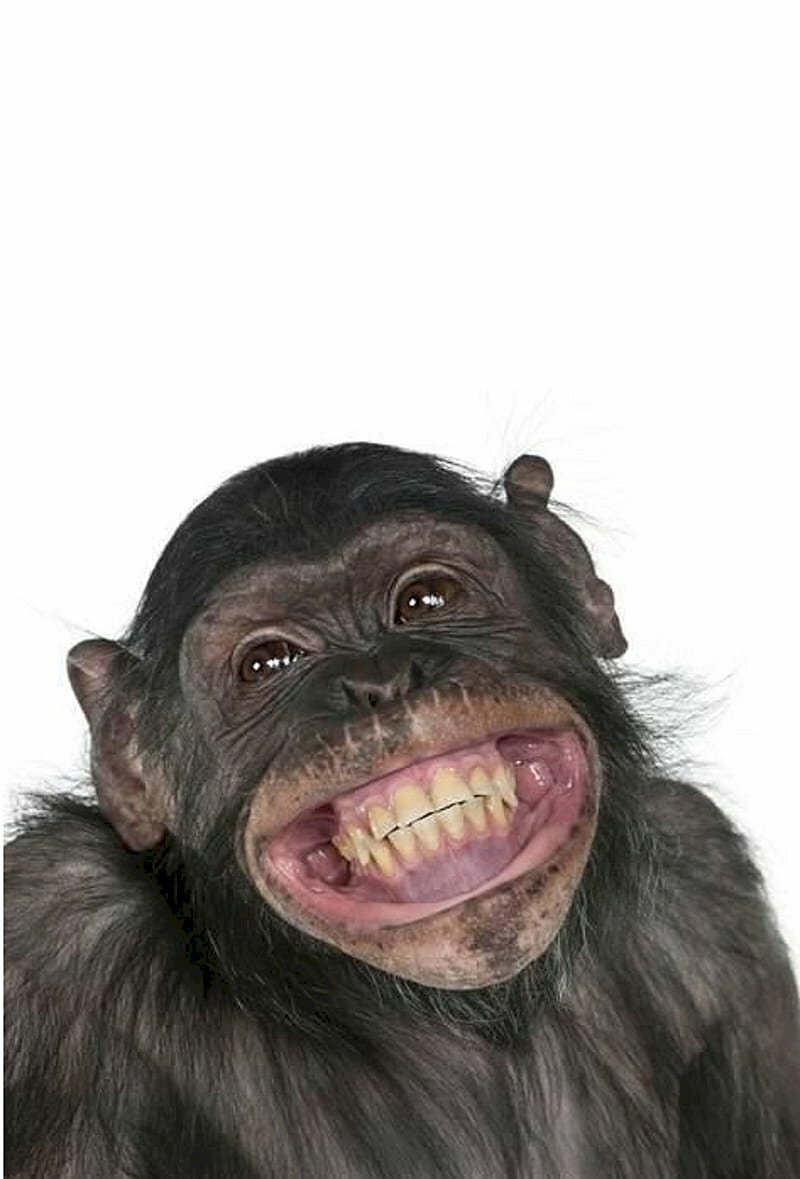 Bộ Sưu Tập hình con cái khỉ cười cợt Cực Chất Full 4K – Hơn 999 hình