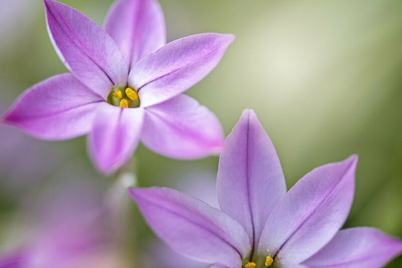 Hình ảnh đôi hoa màu tím dành tặng chị gái nhân ngày sinh nhật