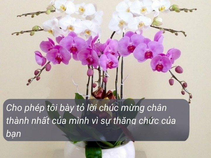 Hình ảnh hoa lan cực sang trọng làm quà mừng thăng chức cho sếp, đồng nghiệp