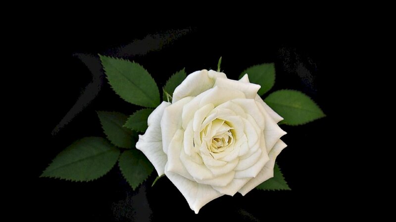 Hình nền nhánh hoa hồng trắng tươi xinh đẹp trong đêm tối