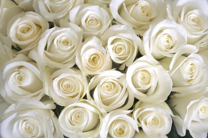Cập nhật với hơn 102 hình nền ảnh hoa hồng đẹp 3d tuyệt vời nhất   thdonghoadian