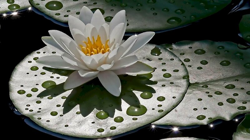 Hình nền hoa sen trắng trên chiếc lá ướt đẫm rất đẹp và nghệ thuật