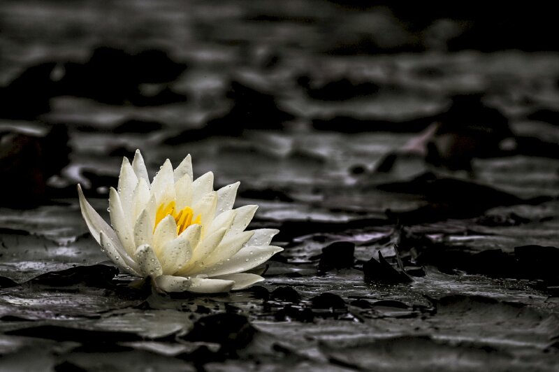 Hình nền hoa sen trắng ướt đẫm ngoi lên khỏi mặt nước