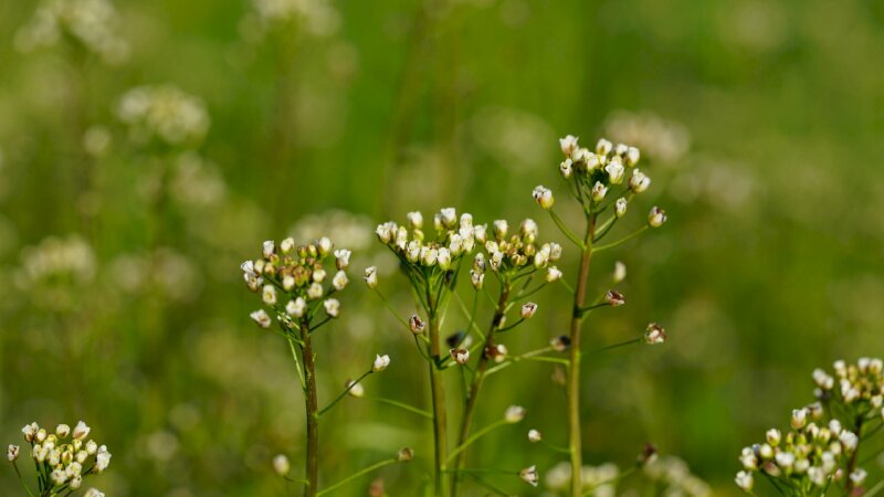 Hình nền máy tính nhánh hoa baby trắng trong vườn hoa xinh đẹp