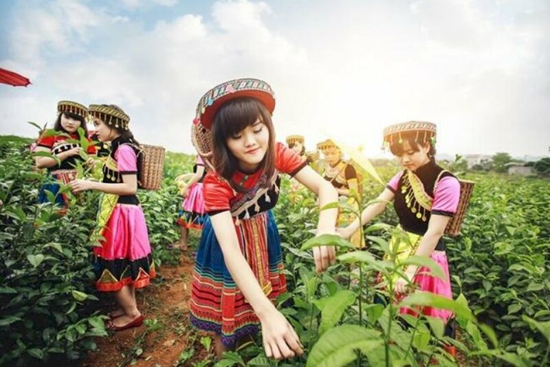 Tạo dáng chụp ảnh cùng nhóm bạn trên đồi chè trong tư thế đang hái lá chè non xực xinh cùng với những chiếc áo truyền thống dân tộc