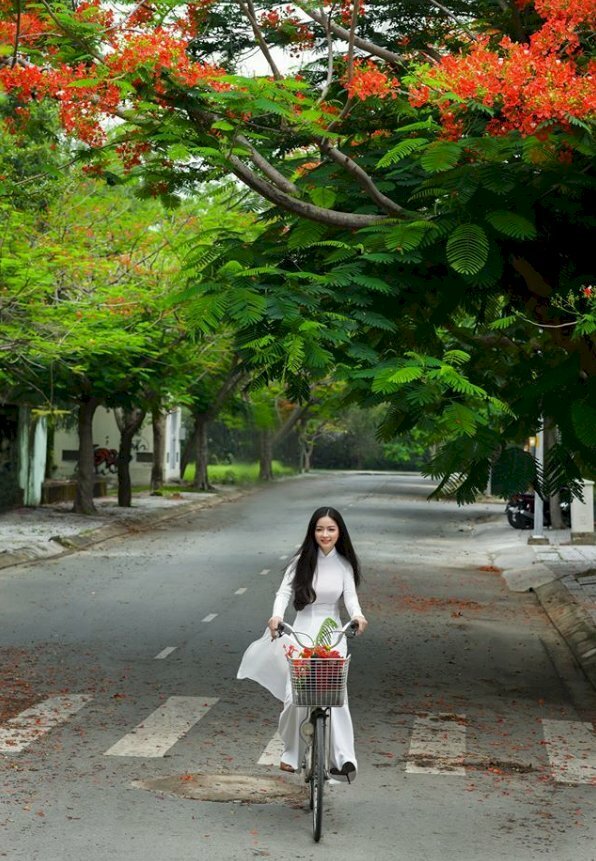 Cách tạo dáng tự nhiên trên chiếc xe đạp học sinh cùng bộ áo dài trắng thướt tha dưới tán cây phượng vỹ cùng giỏ xe chưa đầy hoa phượng