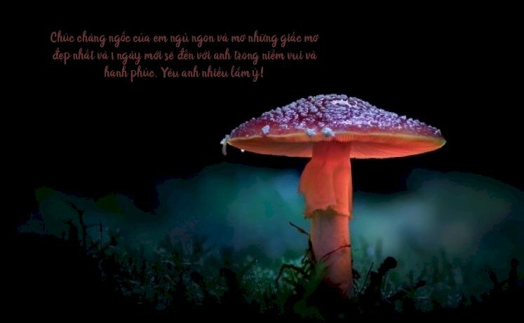 Hình ảnh cây nấm cute và lời chúc ngủ ngon đến chồng