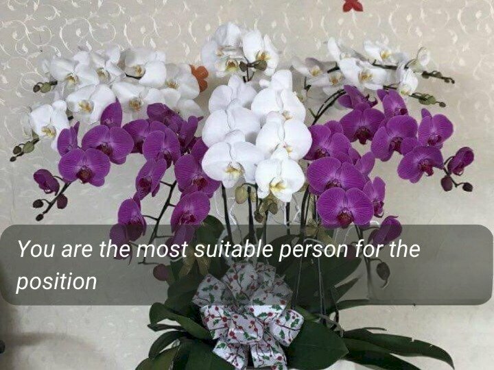 Hình ảnh chậu hoa lan tím, hoa lan trắng cùng lời chúc mừng thăng chức