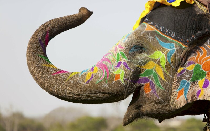 Hình hình ảnh chú voi với hai con mắt cười cợt được tô điểm tuyệt đẹp