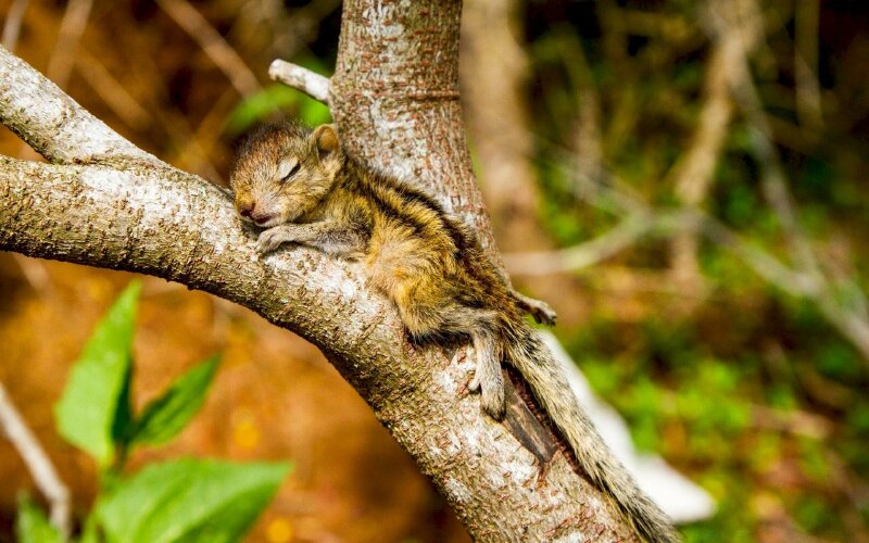Hình chú sóc con đang ngủ say sưa trên cành cây
