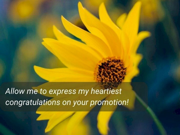 Hình ảnh vườn hoa thơm kèm lời chúc mừng thăng chức ý nghĩa