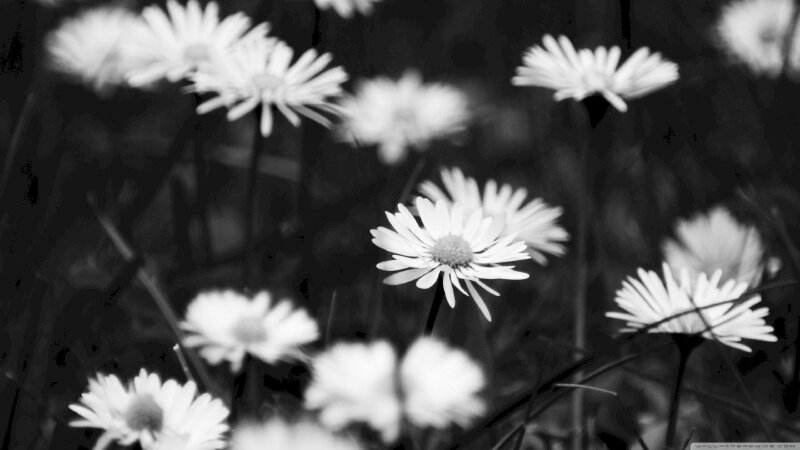 Hình ảnh chùm hoa dại phủ màu đen trắng tuyệt đẹp
