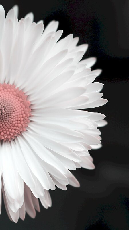 Hình nền Hoa Cúc Trắng Với Những Giọt Nước Trên Nền đen Một Bông Hoa Cúc  Trắng Với Một Giọt Nước Hiện Ra Từ Bóng Tối ảnh Chụp ảnh Hd Background  Vector