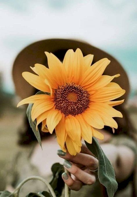 Cách tạo dáng với hoa hướng dương che mặt với kiểu tay cầm bông hoa hướng dương đưa thẳng về phía ống kính để che hết khuôn mặt ở sau.