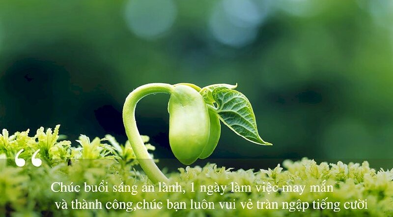 Hình ảnh đẹp chúc buổi sáng tốt lành gửi tặng bạn bè, đồng nghiệp