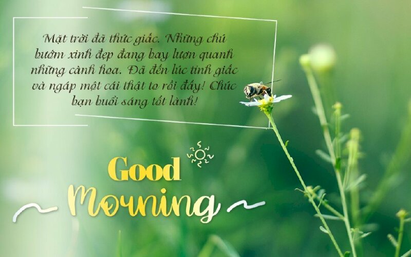 Hình ảnh chúc buổi sáng tốt lành đơn giản với thiên nhiên xanh mát nhẹ nhàng