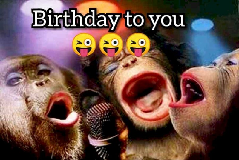 Ảnh vui nhộn khỉ hát chúc mừng sinh nhật
