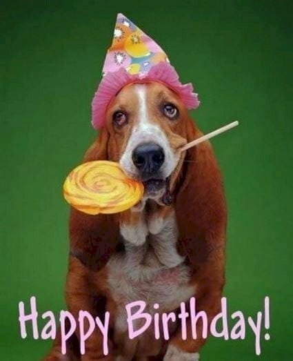 Một chú chó ngộ nghĩnh với lời chúc tụng sinh nhật